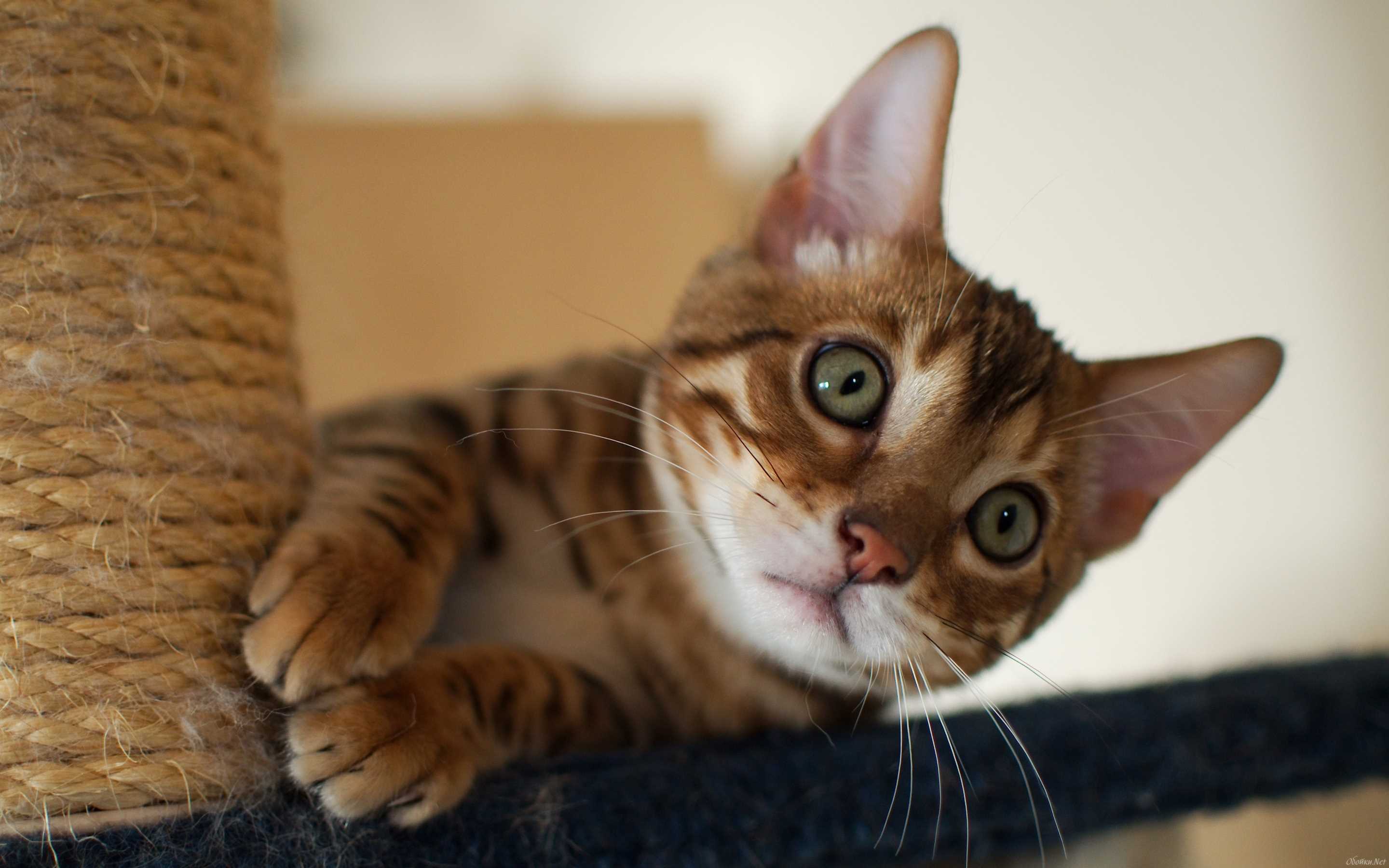 Как отучить кошку или котенка драть диван и царапать обои: советы экспертов