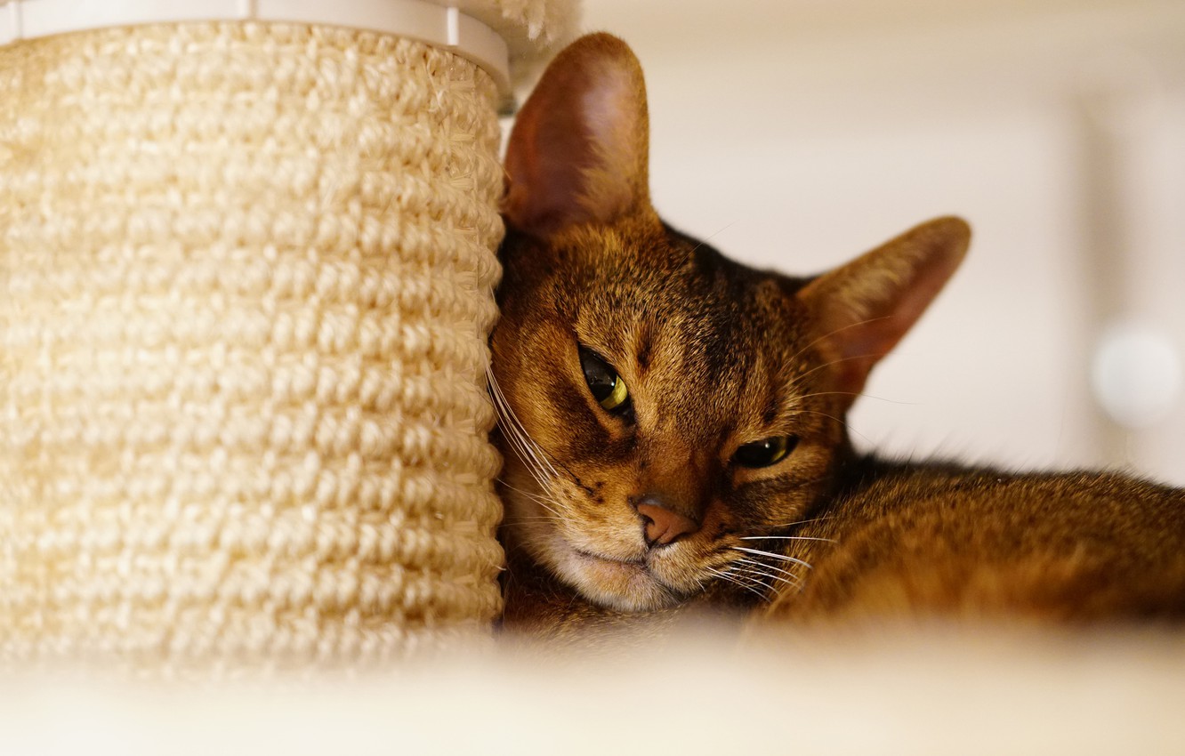 Как отучить кошку или котенка драть диван и царапать обои: советы экспертов